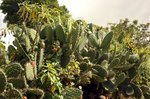 Kaktusy w Mollepata